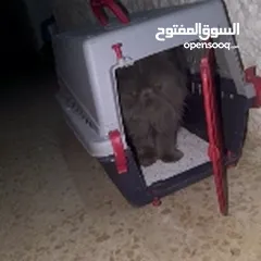  2 قطه للبيع مع كرت المطعوم