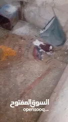  1 طيور طيور للبيع