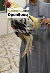  2 ديك سندي دم وطني