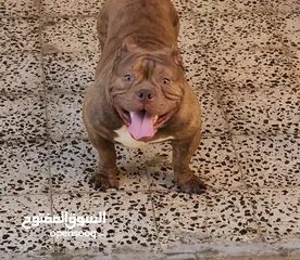  4 AMERICAN BULLY MALE