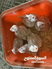  1 بسم الله ما شاء الله