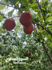  9 أشجار الفاكهة متوفر جميع أنواع الفواكه مشاتل 22 مايو