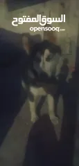  2 جرو هاسكي سيبيري بيع او بدل ع حمام او عصافير
