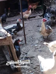  6 طيور متنوعه نضيفه كتير ترباية بيت مو قصص تجار