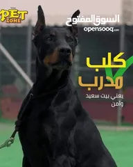  17 احجز لاقامه كلبك وراحته