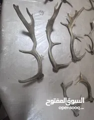  3 قرون غزلان
