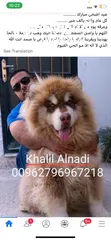  1 Pomeranian   Samoyed    Giant Malamute