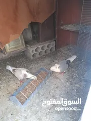 1 حمام للبيع المكاتيف معهم فرخين قرب كنيسةالماريوسف
