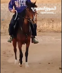  5 مهرة للبيع