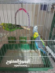 3 طيور حب اقرأ الوصف مهم