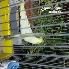  4 كوكتيل للبيع