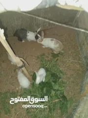  1 أرانب بلدي