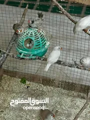  5 عصافير فنقز شغاال 100‎%‎