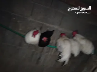  3 ديوجه كوجن بيض للبيع