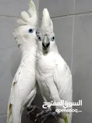  1 cockatoo gala  parrot      male and female  for sale