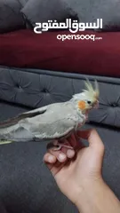  5 طيره جاهزه وحطت بطن سبب البيع طيران الفحل