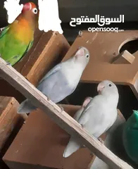  6 جوز فيشر شغال كفالة إنتاج ان شاء الله