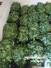  3 ملوخية خضرا متوفره ورق و مفرومه على اليد