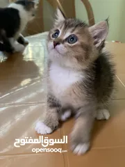  5 قطط لعوبة للبيع