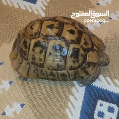  14 سلاحف  منزليه   نظيفه جدا لامعه صدفه  صحيه   مش مضروبه