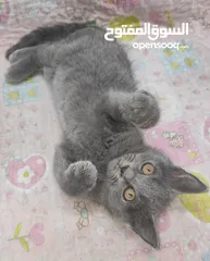  10 kittens Scottish fold and Scottish straight  قطط سكوتش فولد وسكوتش ستريت