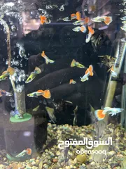  8 تشكيلة سمك مميزة وواسعة يوجد سعر على الكميات