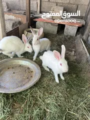  3 ارانب محلية للبيع فقط