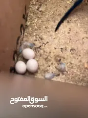  1 زوجين بادجي تحتهم 3 بيضات ولسا بتبيض