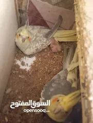  9 فراخ كنار وفراخ كوكتيل للبيع