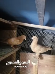  1 للبيع او للبدل فراخ حمام مفاطيم مش مجرودات للبيع  كوم حرق على 3.5 الفرخ او التبديل على كنارات