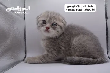  13 سكوتش كيتن فولد وستريت الوان مميزه ليلك ومشمشي وغيرها 15 كيتن