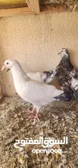  8 زوج حمام مالطي مع فراخه