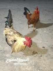  3 ديوج عرب للبيع او مراس بدجاجات