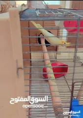  2 جوز لاتينو منتج اقرأ الوصف للبيع مستعجل تم تنزيل السعر الوصف مهمممممممممم