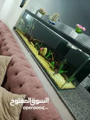  2 حوض سمك عملاق للبيع مع كامل اغراضو جاهز للاستخدام اقرأ الوصف