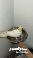  2 بسم الله ماشاء الله ببغاء كوكتيل لاتينو عين حمرا للبيع