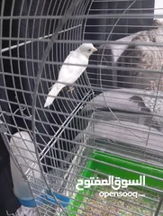  4 كنار مغنى جيزه  أو بدل على حبة ببغاء كوكتيل