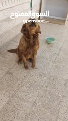  4 كلب جولدن ريتريفر ذكر