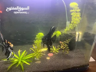  5 Aquarium with breeding fishes