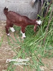  1 صخل مذيار ياكل بروحه