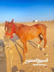  1 خيل  لبيع العمر سنتين فرس انثى