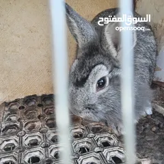  2 أرنب للبيع