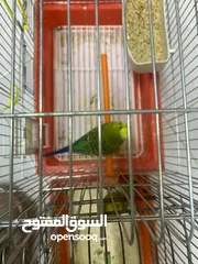  4 طيور حب للبيع