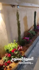  19 مزرعه للايجار جديده قريبه من عمان مريحه واستثنائيه