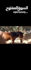  1 فرس مع مهر للبيع