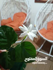  2 اثاث حديقة