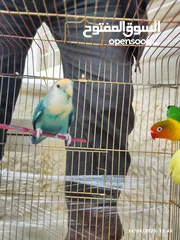  5 بسم الله تبارك الرحمن فحل فيشر مع جوز روز الأنثى الصفراء اليفه ركززز معي صحه نظاااافه صلاه النبي