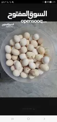  1 بيض بلدي مخصب