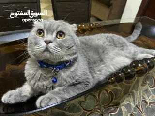  2 Scottish fold