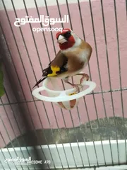  2 مطلوب حسون نفس اللي في الإعلان اللي عنده يبعث صوره على الواتس اب